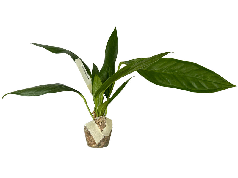 Anthurium decurrens
