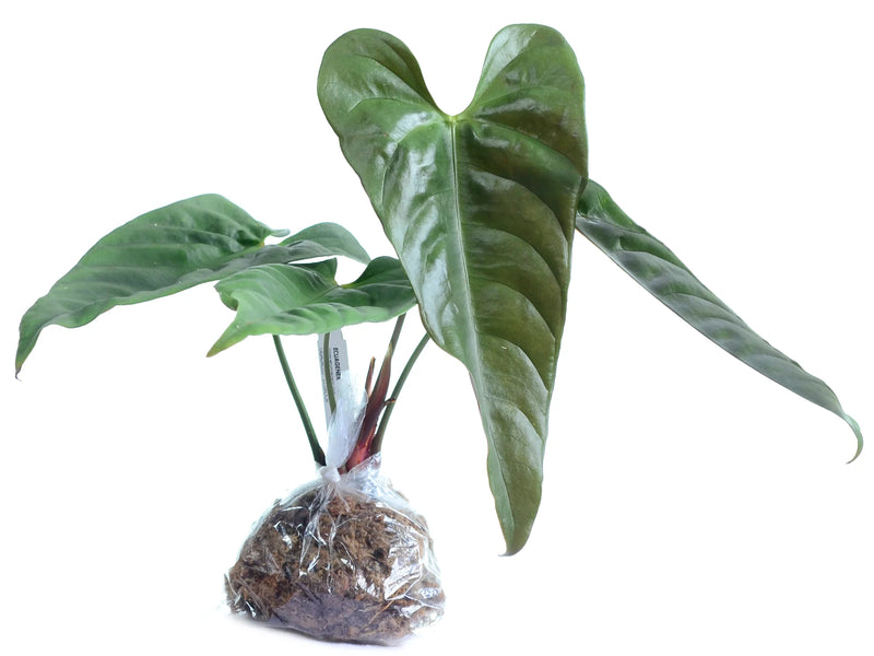 anthurium delannayi Anthurium delannayi