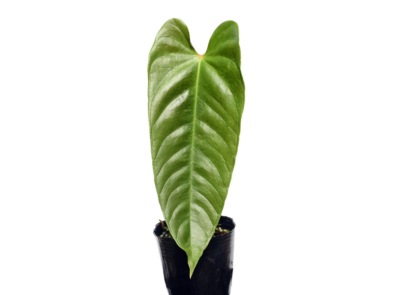 anthurium delannayi Anthurium delannayi