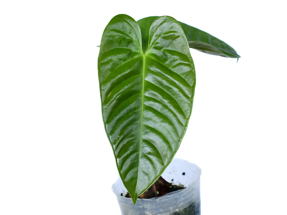 Anthurium delannayi (medium)