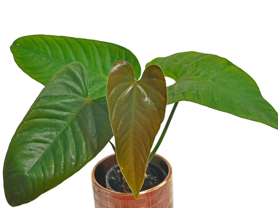 Anthurium delannayi