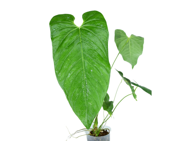 Anthurium dolichostachyum