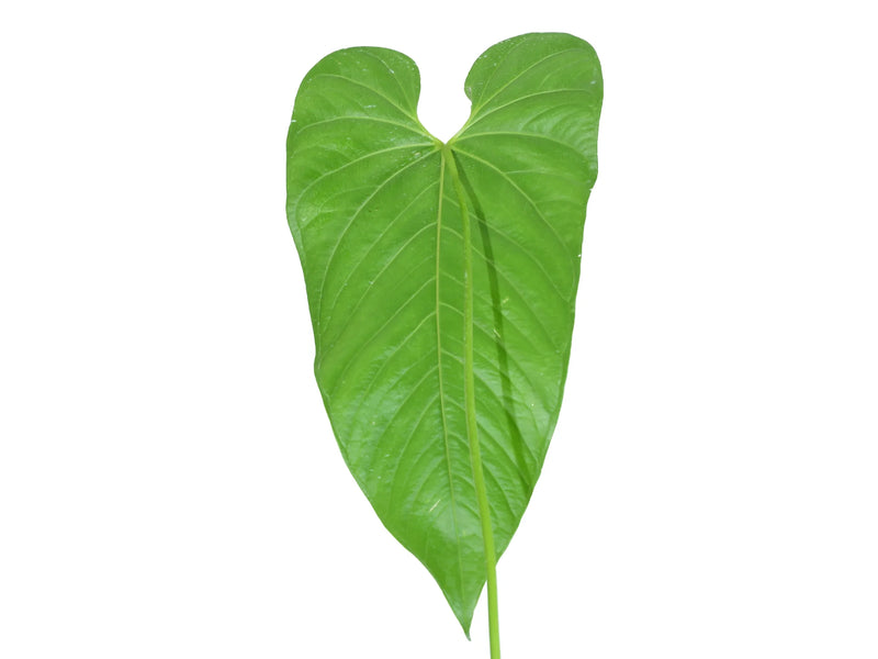 Anthurium dolichostachyum