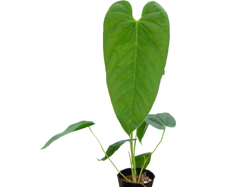 Anthurium dolichostachyum