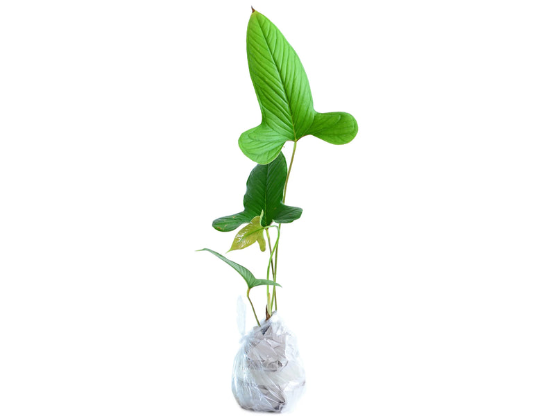 anthurium draconopterum care Anthurium draconopterum