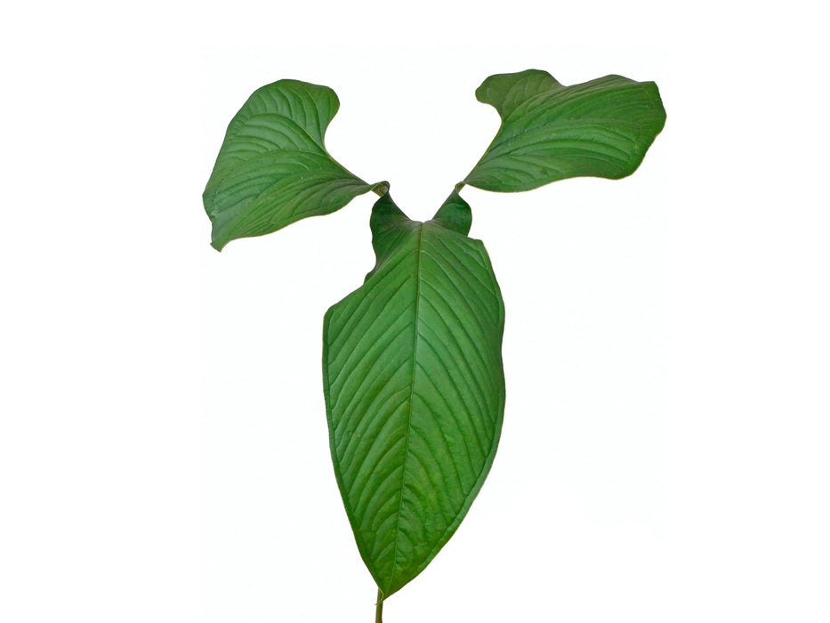 Anthurium draconopterum