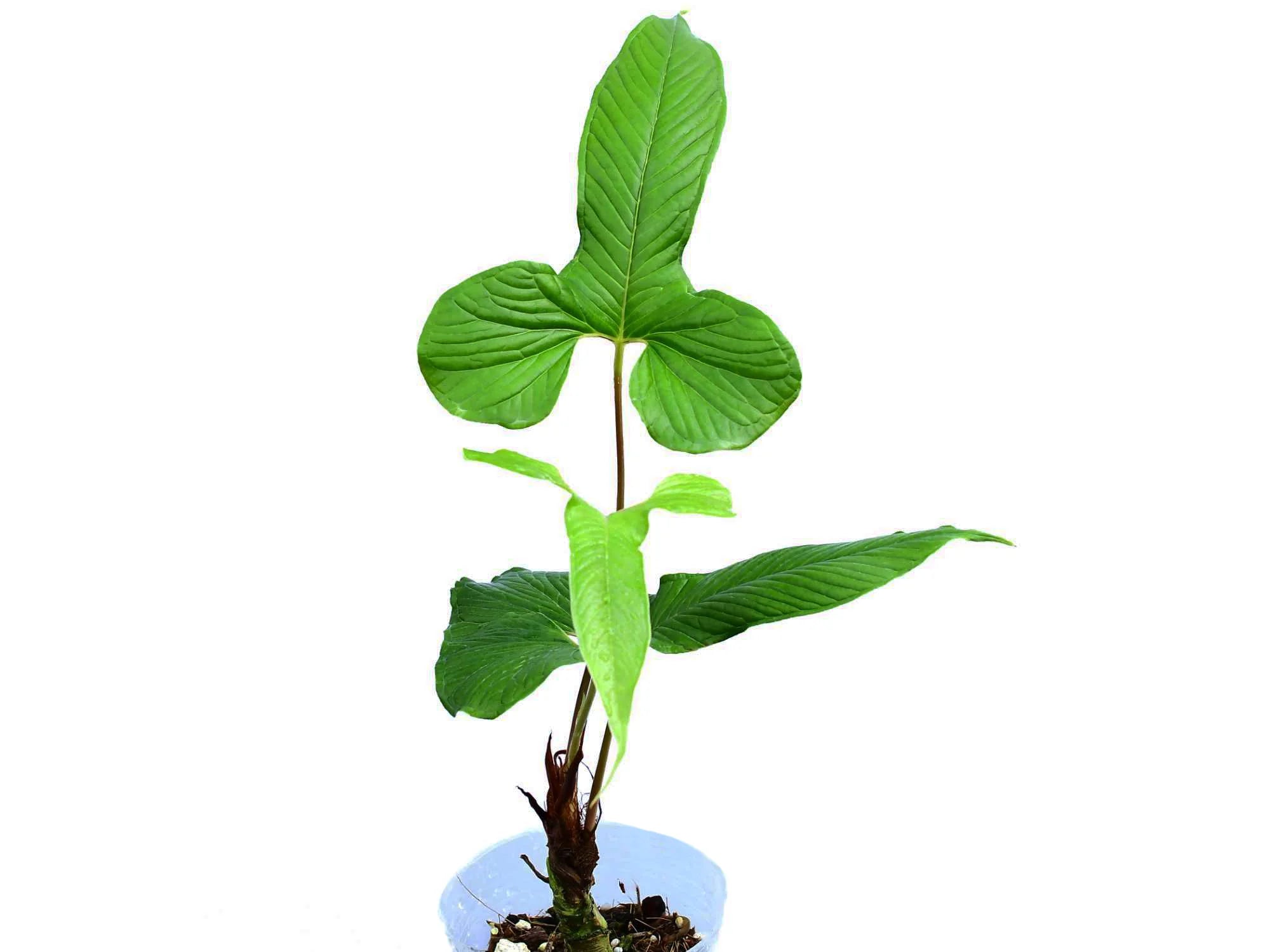 Anthurium_draconopterum_medium Anthurium_draconopterum_medium