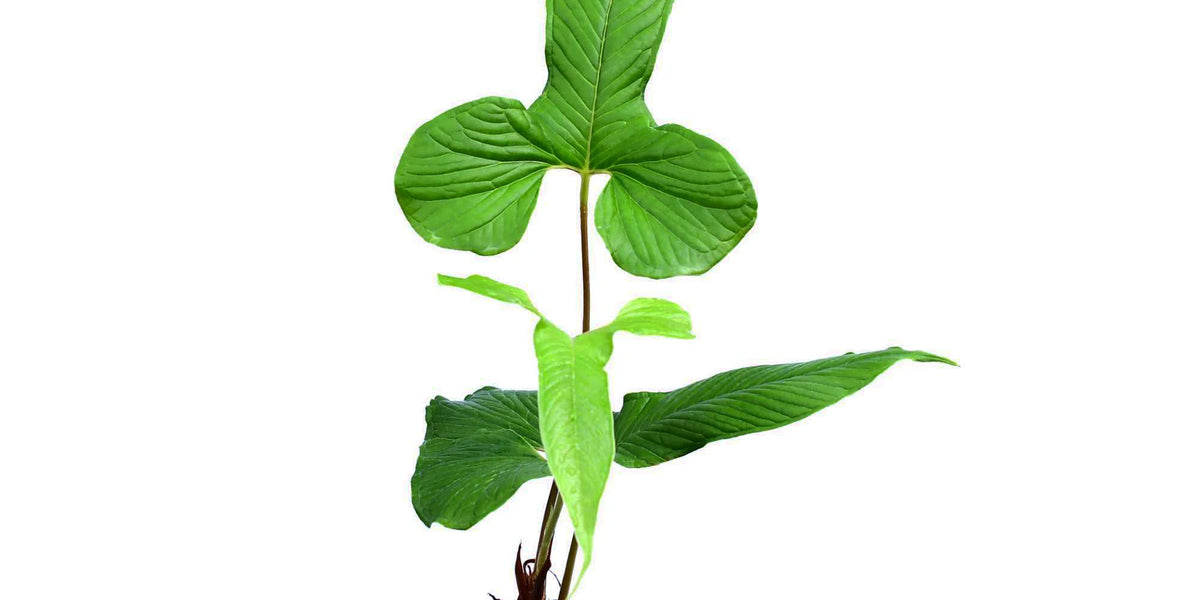 Anthurium_draconopterum_medium
