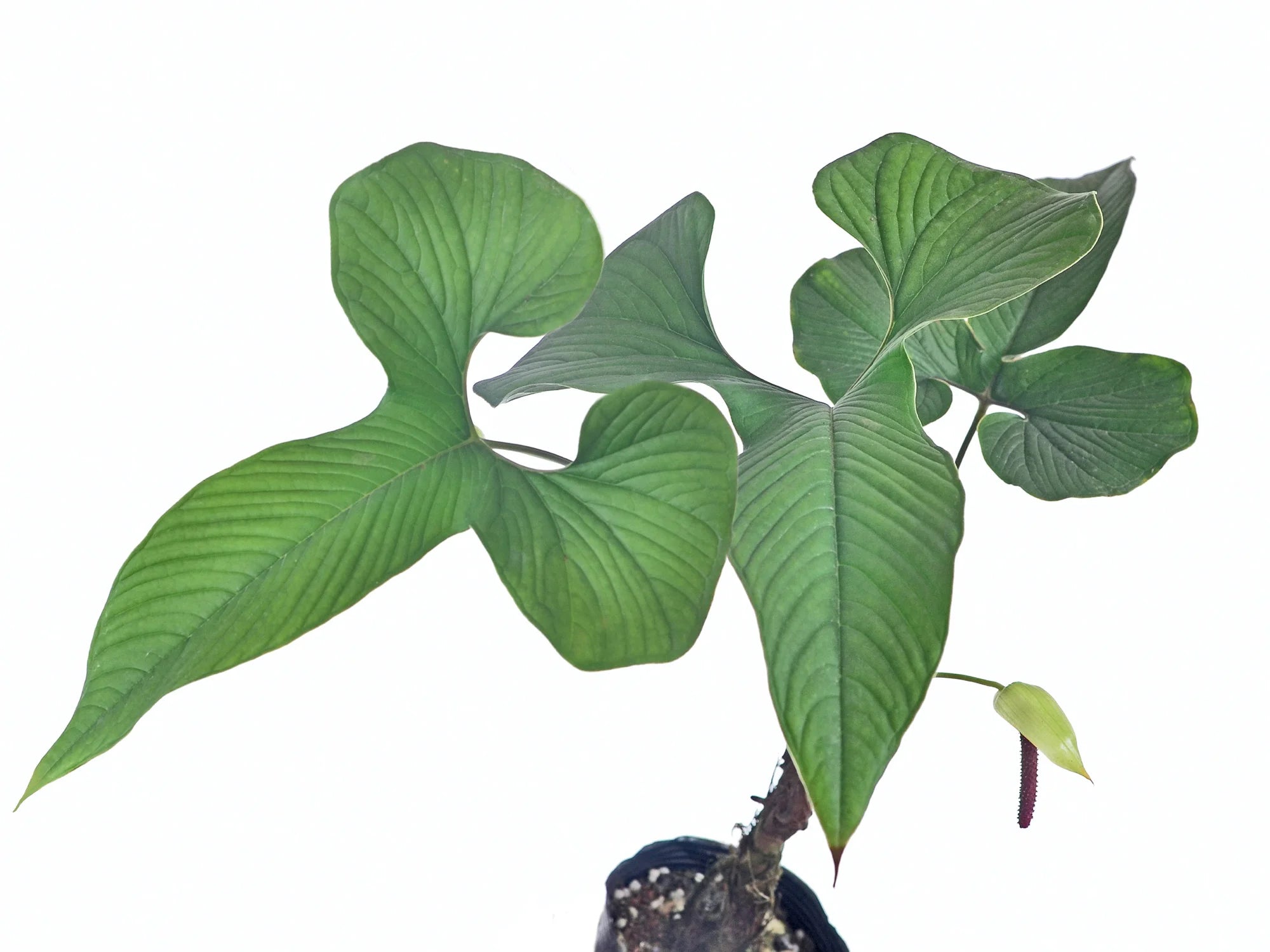 Anthurium_draconopterum_plant.