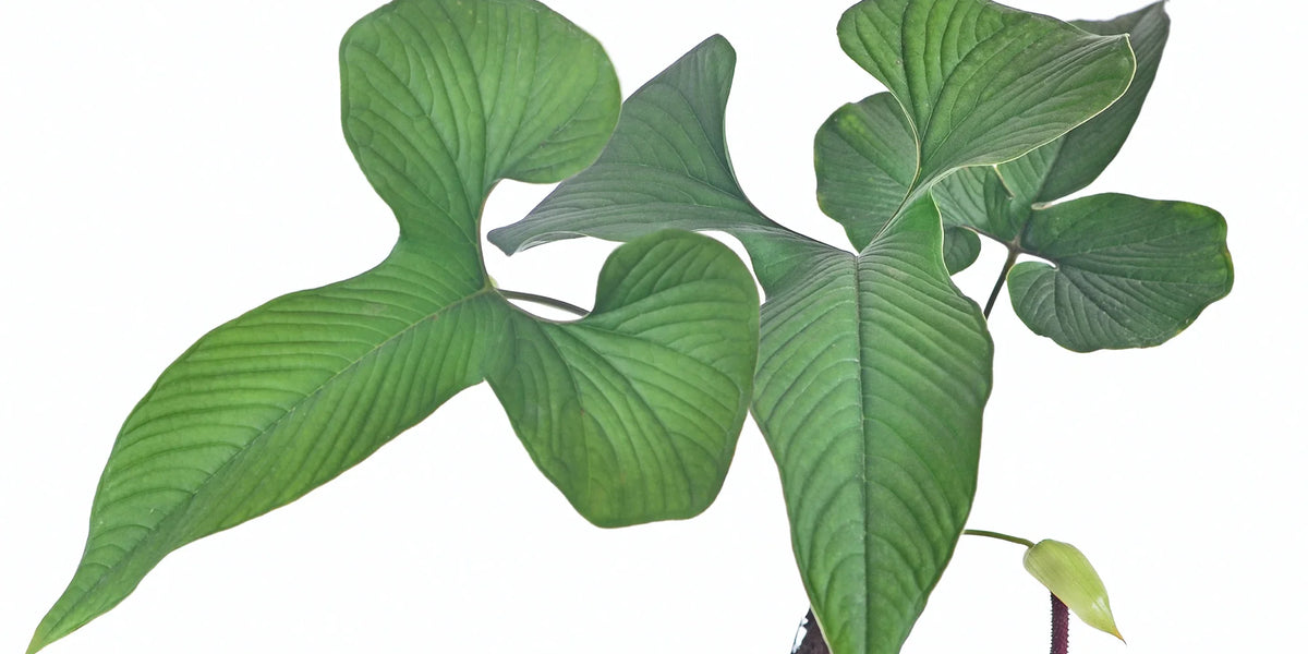 Anthurium draconopterum — Ecuagenera Orquídeas del Ecuador