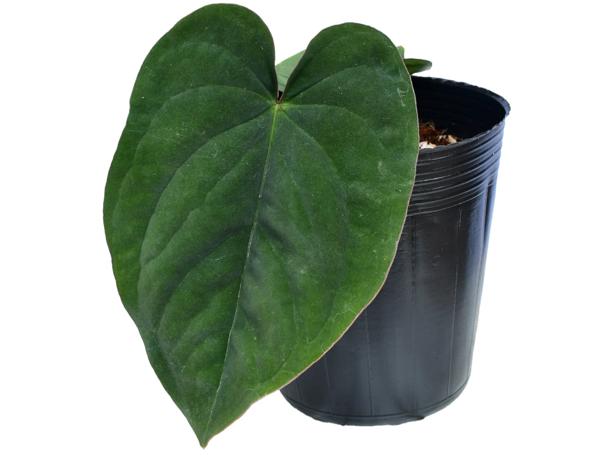 anthurium dressleri for sale Anthurium dressleri