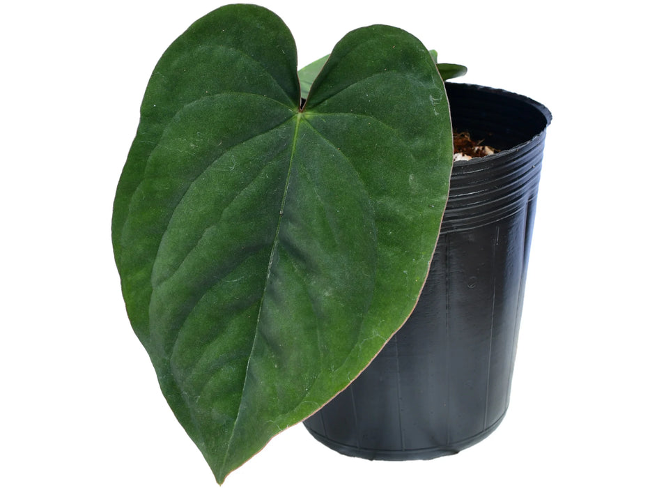 Anthurium dressleri