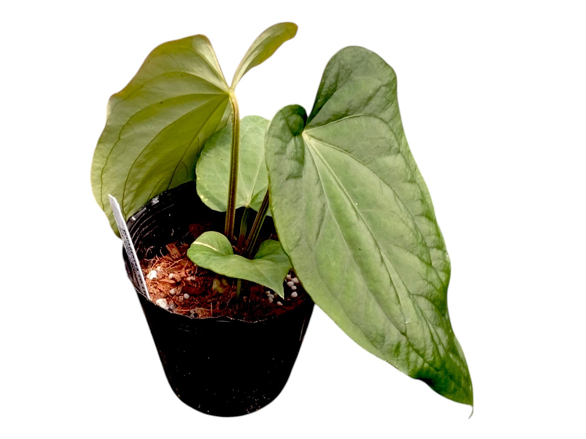 Anthurium dressleri 'Progeny' – Named Clone Collector Anthurium