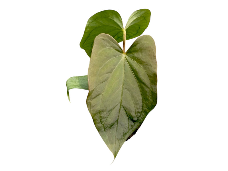 anthurium dressleri plant Anthurium dressleri 'Progeny'