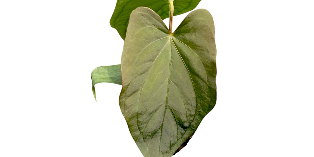 Anthurium dressleri 'Progeny' – Named Clone Collector Anthurium