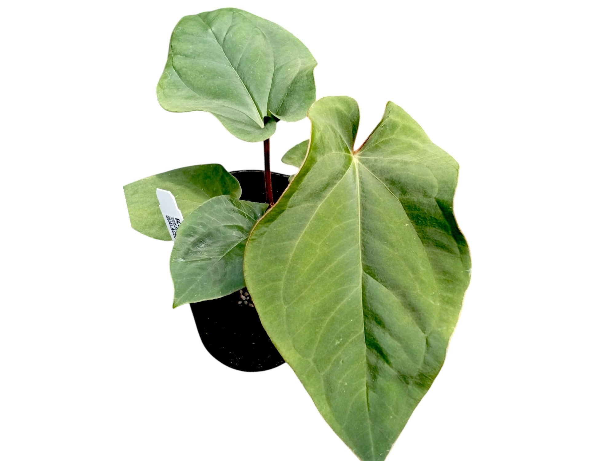 anthurium dressleri 実生株 Anthurium dressleri 'Progeny' – Named Clone Collector Anthurium