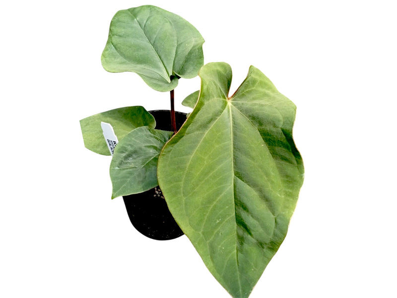 Anthurium dressleri 'Progeny'