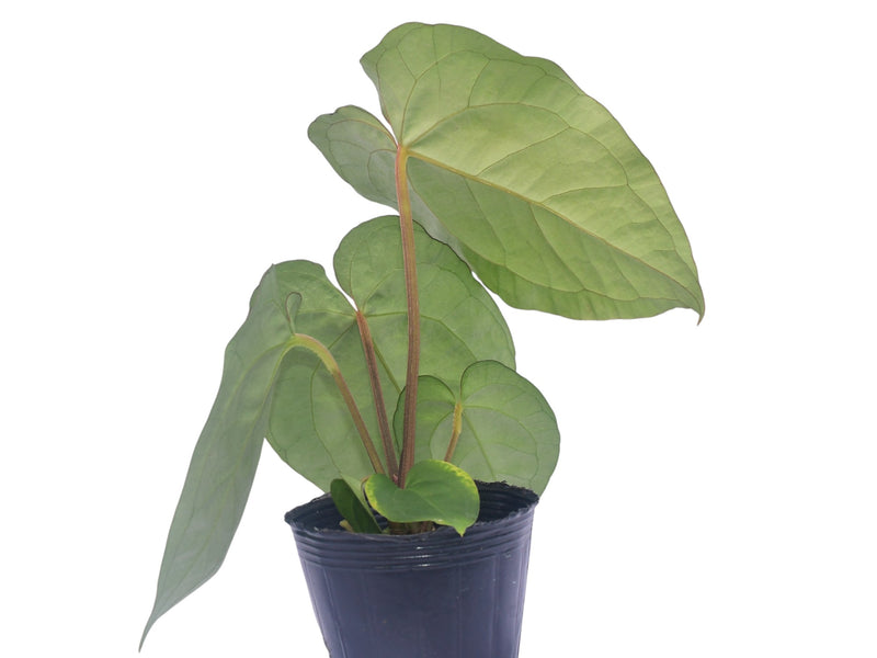 Anthurium dressleri x Anthurium Ecuagenera Jewel