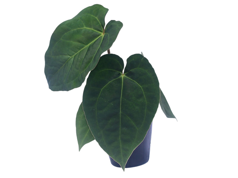 Anthurium dressleri x Anthurium Ecuagenera Jewel