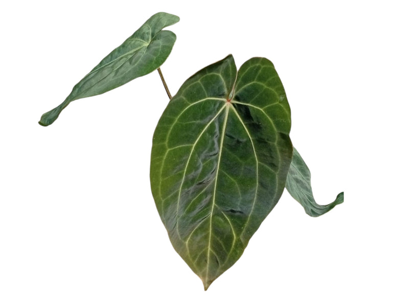 Anthurium dressleri x Anthurium Ecuagenera Jewel