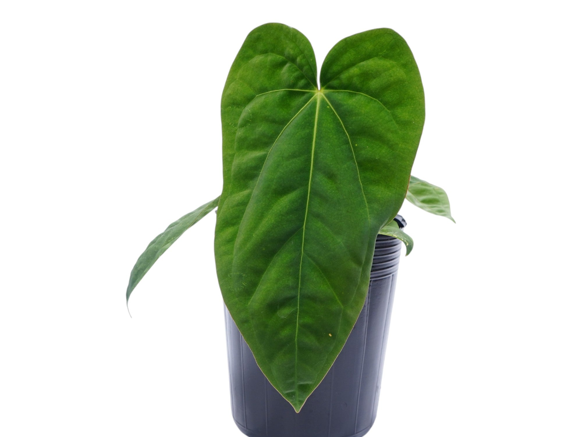 anthurium lavinia Anthurium Lavinia's Dress