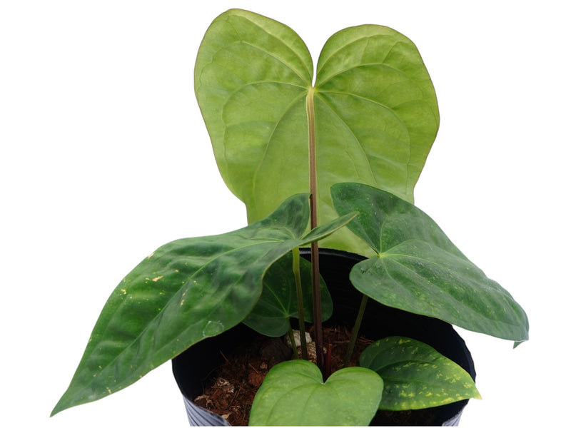 Anthurium dressleri x Anthurium Lavinia 'Inverse crossing'