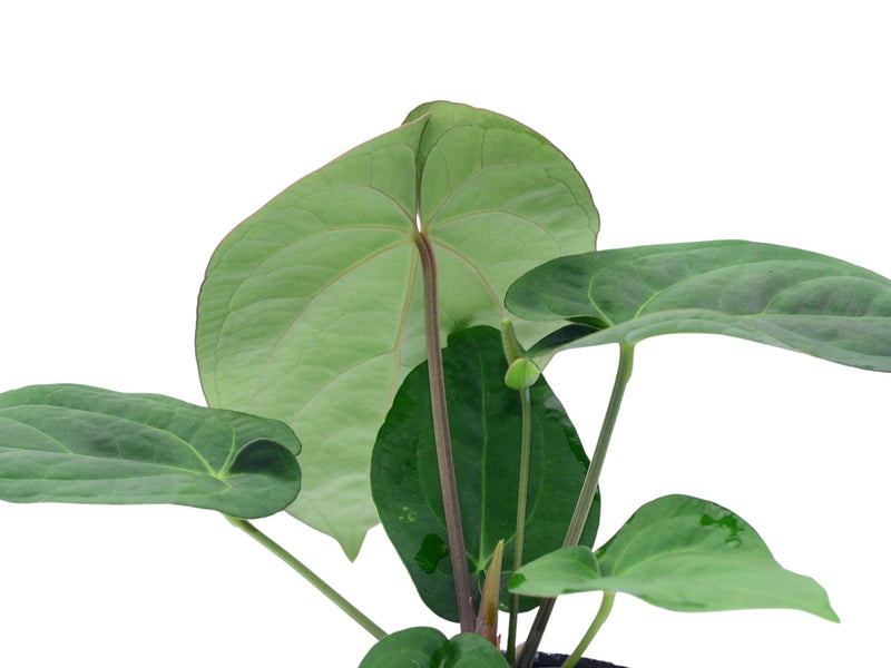 Anthurium dressleri x Anthurium Silver Blush