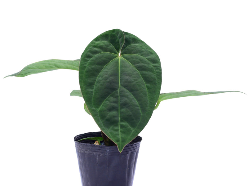 Anthurium dressleri x Anthurium Silver Blush