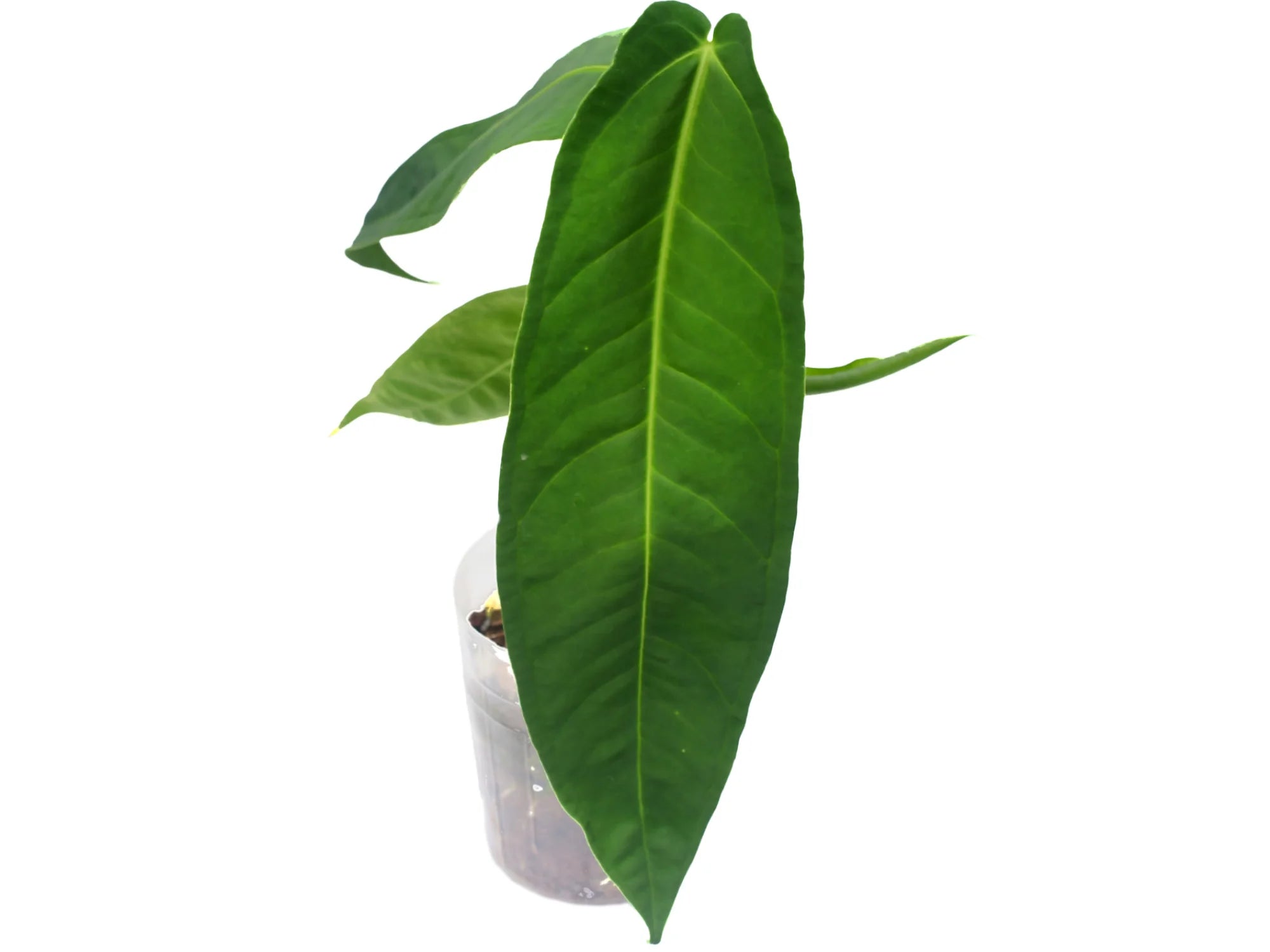 anthurium ecuador Anthurium ecuadorense cf