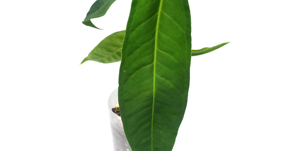 anthurium ecuadorense Anthurium ecuadorense cf