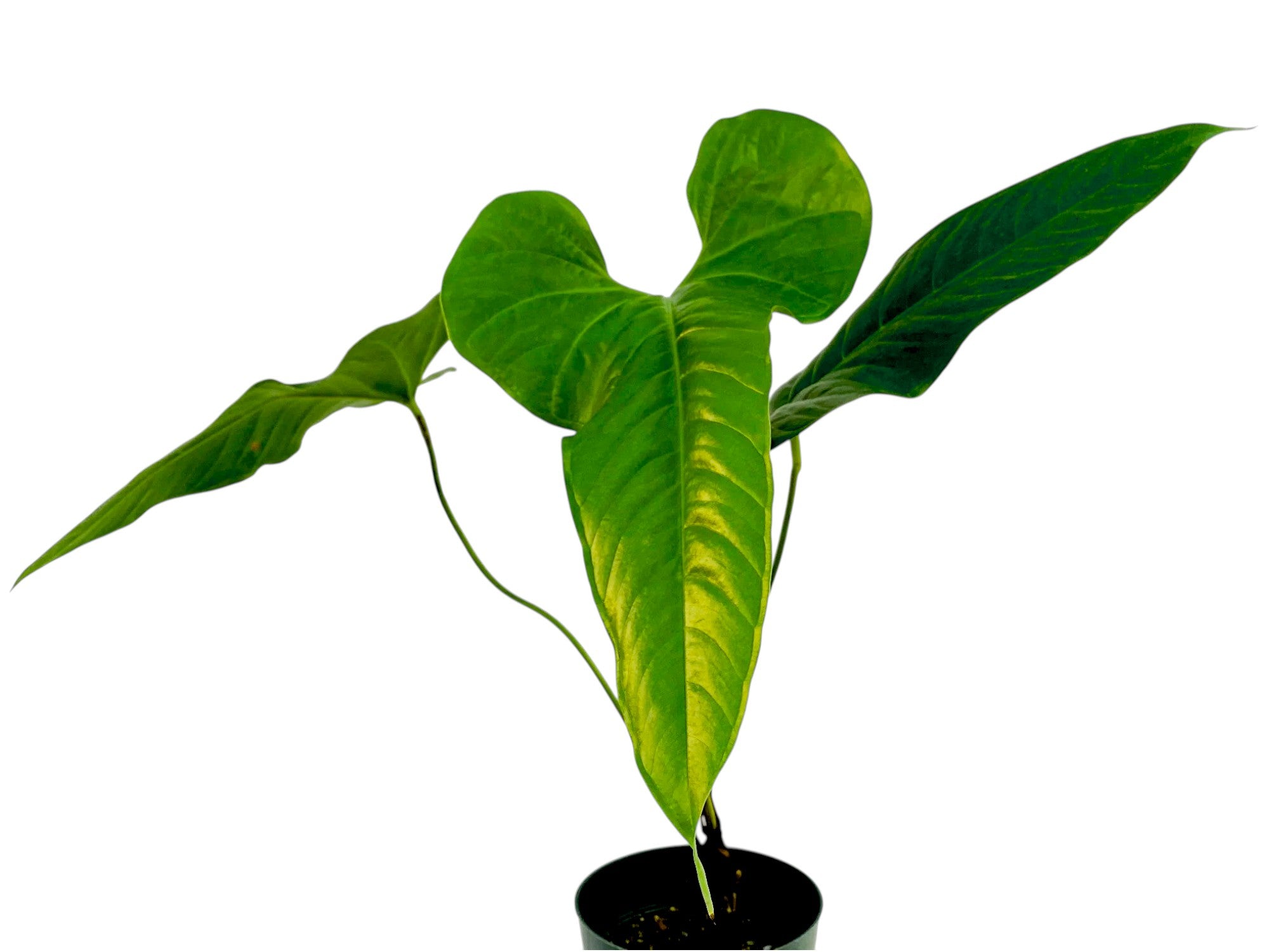 anthurium effusilobum care Anthurium effusilobum