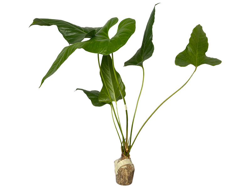 dwarf anthurium Anthurium effusilobum