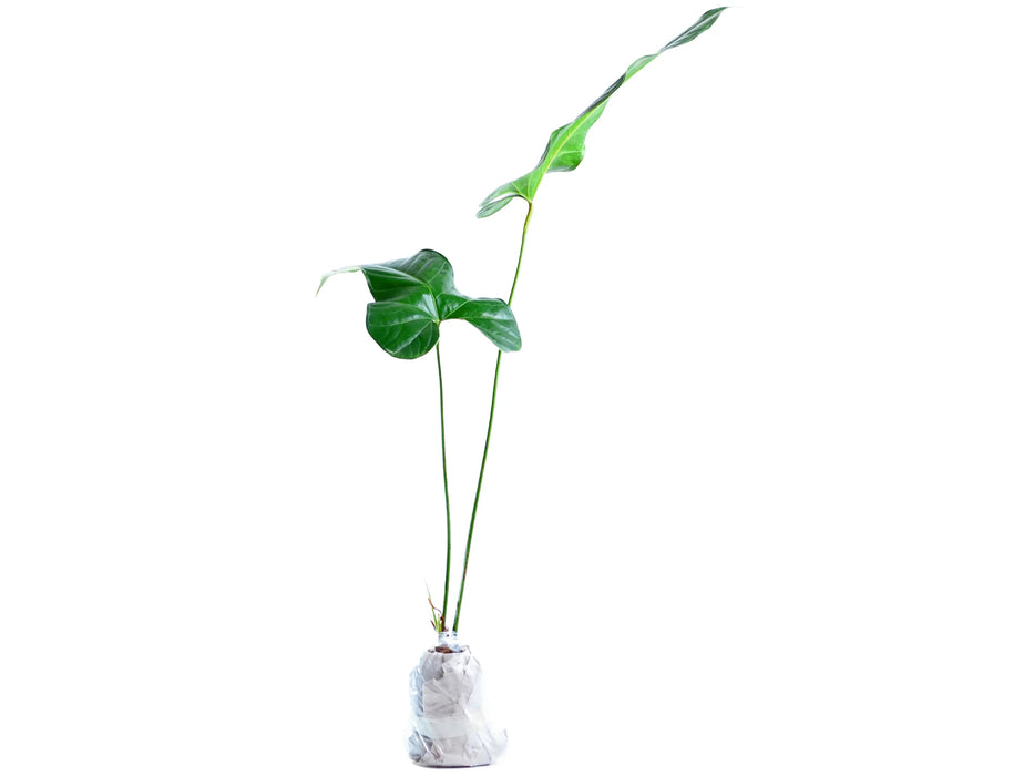 Anthurium effusispathum (seedling)