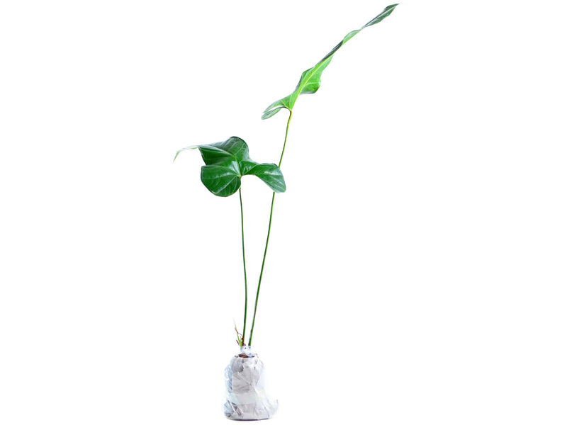 anthurium effusilobum Anthurium effusilobum (seedling)