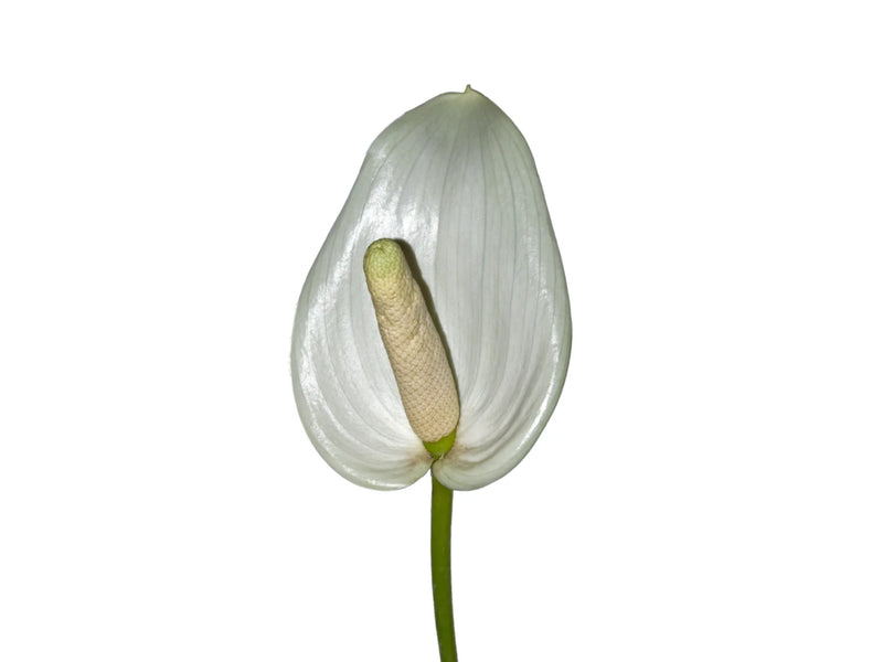 anthurium flor Anthurium effusispathum — Ecuagenera Orquídeas del Ecuador