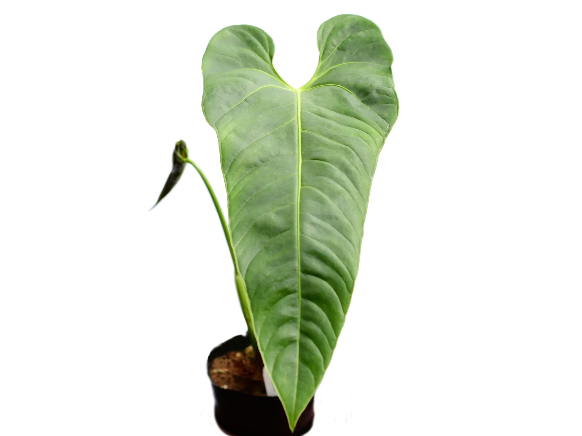anthurium effusispathum Anthurium effusispathum