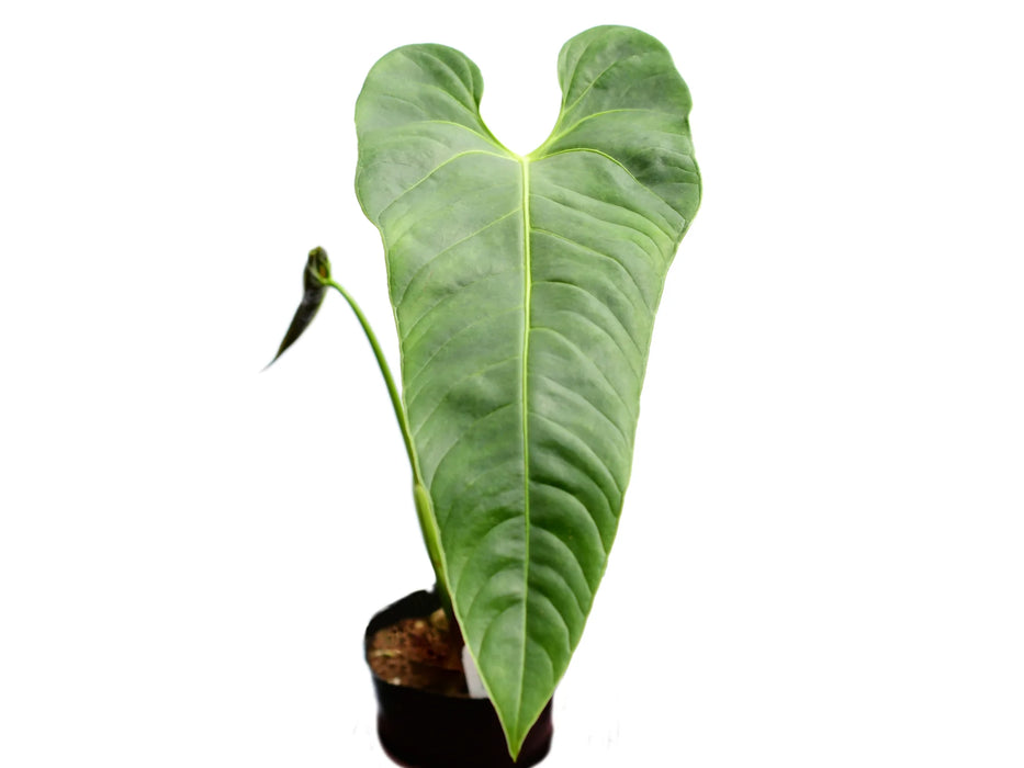 Anthurium effusispathum