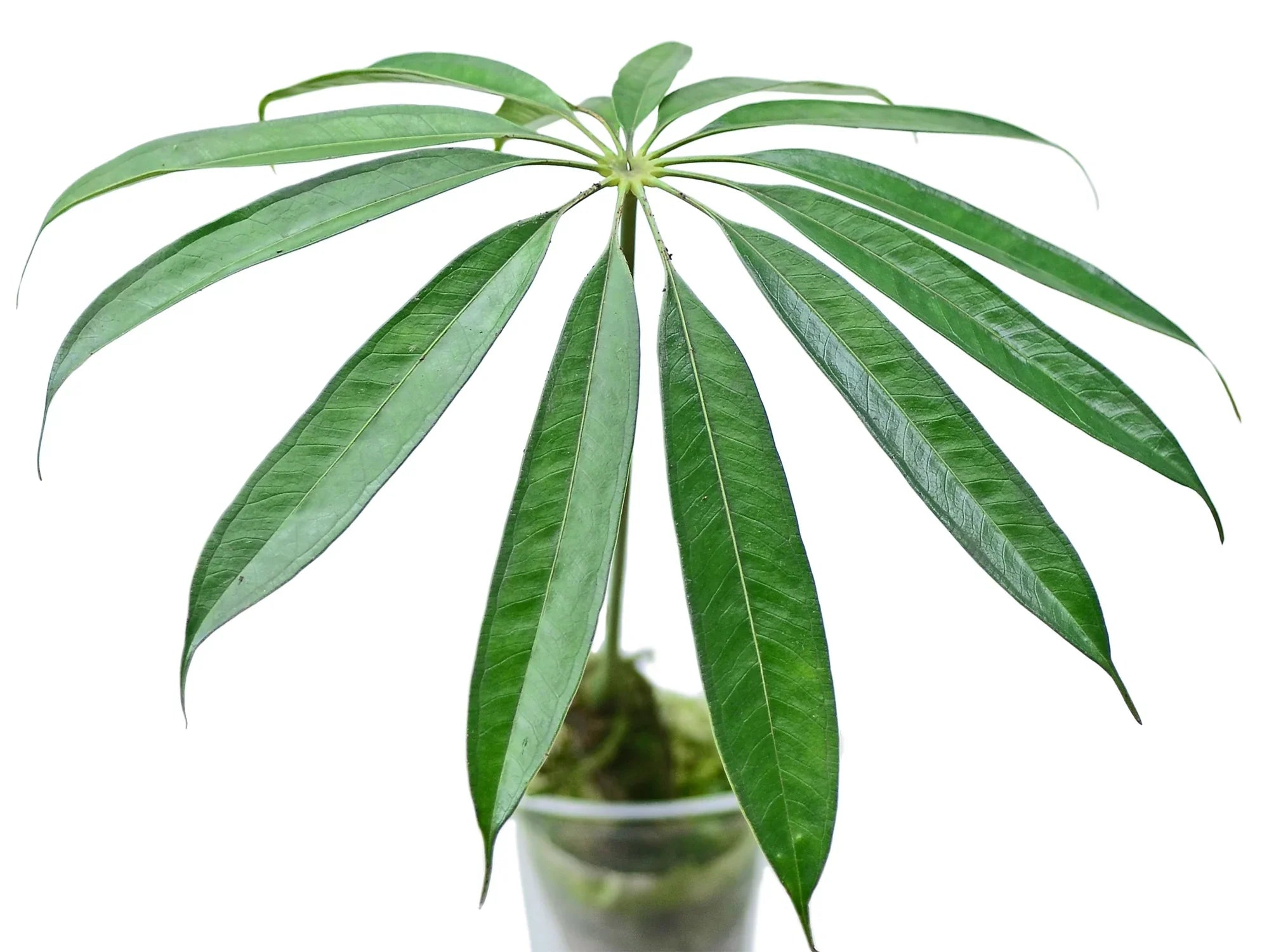 Anthurium eminens — Ecuagenera Orquídeas del Ecuador