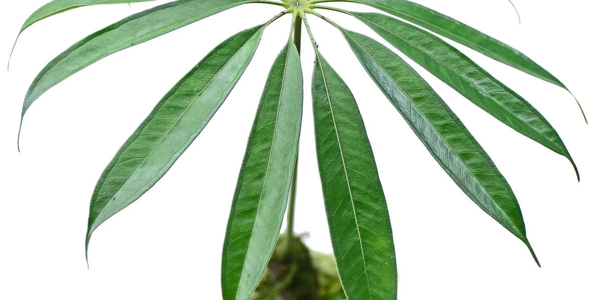 Anthurium_eminens_1200x600_cro