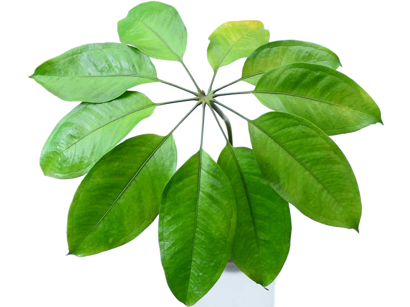 Anthurium eminens type — Ecuagenera Orquídeas del Ecuador Anthurium eminens type — Ecuagenera Orquídeas del Ecuador