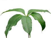anthurium eminens Anthurium eminens type — Ecuagenera Orquídeas del Ecuador