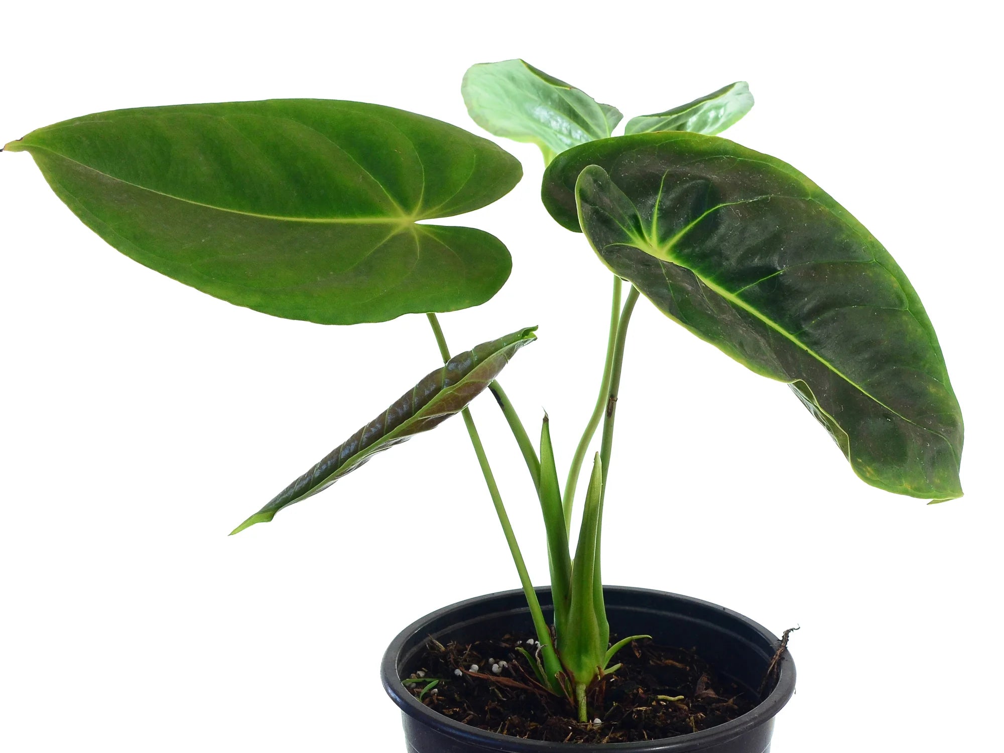 anthurium aff ecuadorense Anthurium esmeraldense — Ecuagenera Orquídeas del Ecuador