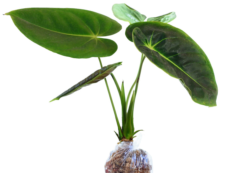 Anthurium esmeraldense (medium)