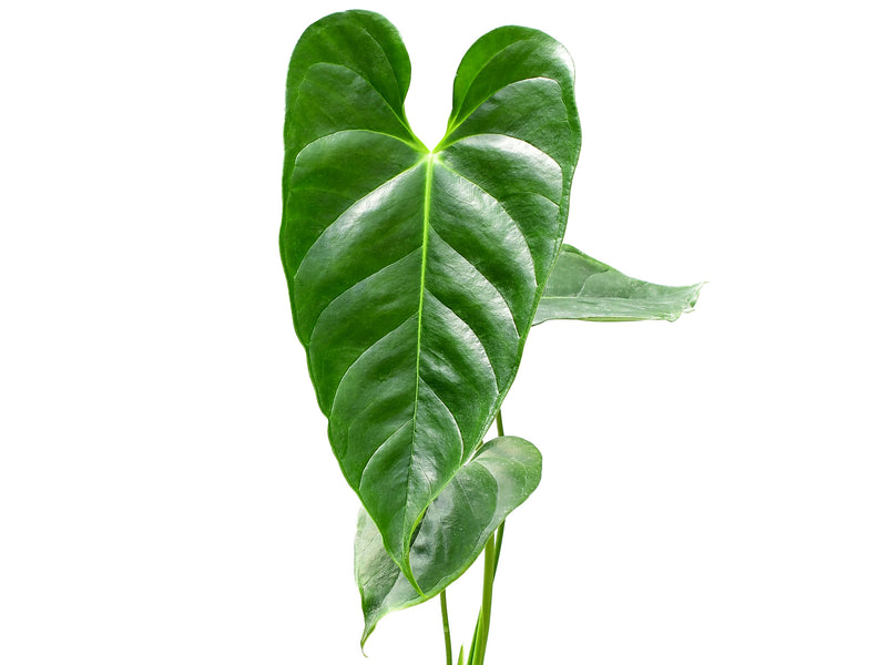 anthurium esmeraldense vs philodendron esmeraldense Anthurium esmeraldense (medium)