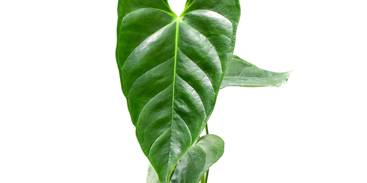 is anthurium a philodendron Anthurium esmeraldense (medium) — Ecuagenera Orquídeas del Ecuador