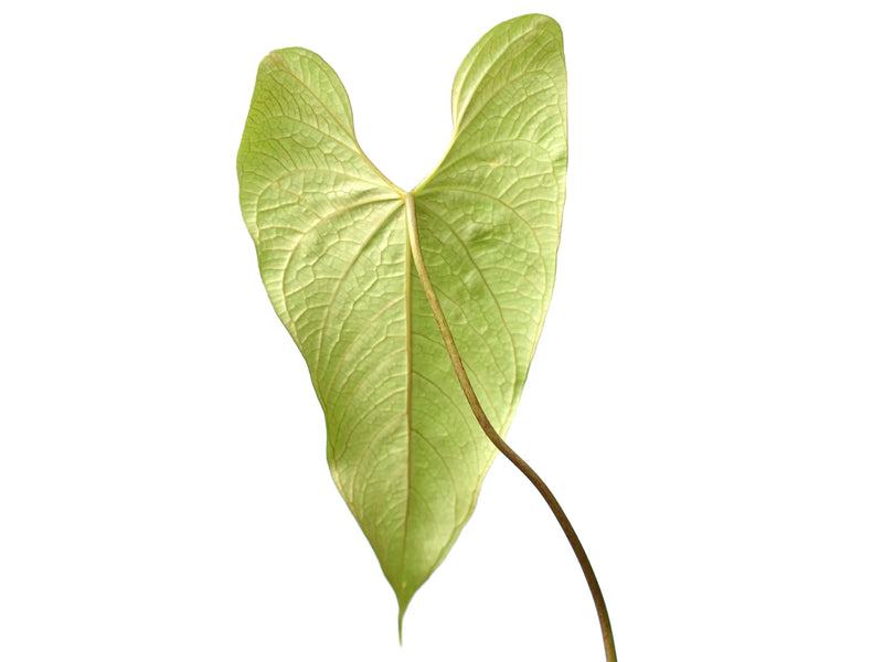 anthurium exstipulatum Anthurium exstipulatum