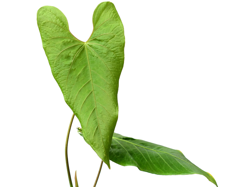anthurium blad Anthurium exstipulatum — Ecuagenera Orquídeas del Ecuador