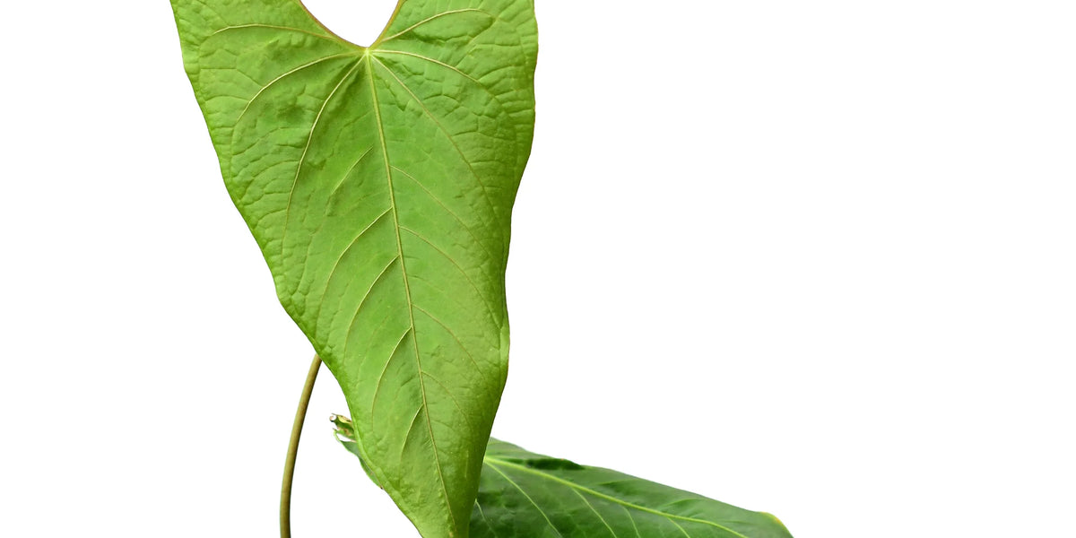 Anthurium exstipulatum — Ecuagenera Orquídeas del Ecuador