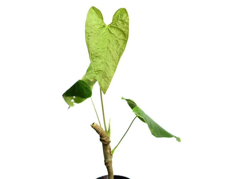 Anthurium exstipulatum