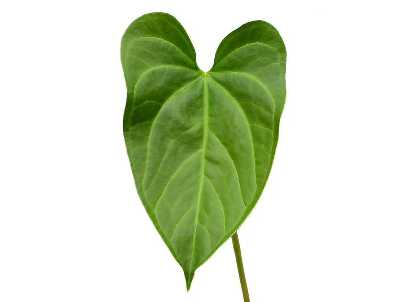 anthurium falcatum for sale Anthurium Magnificent Flintstone